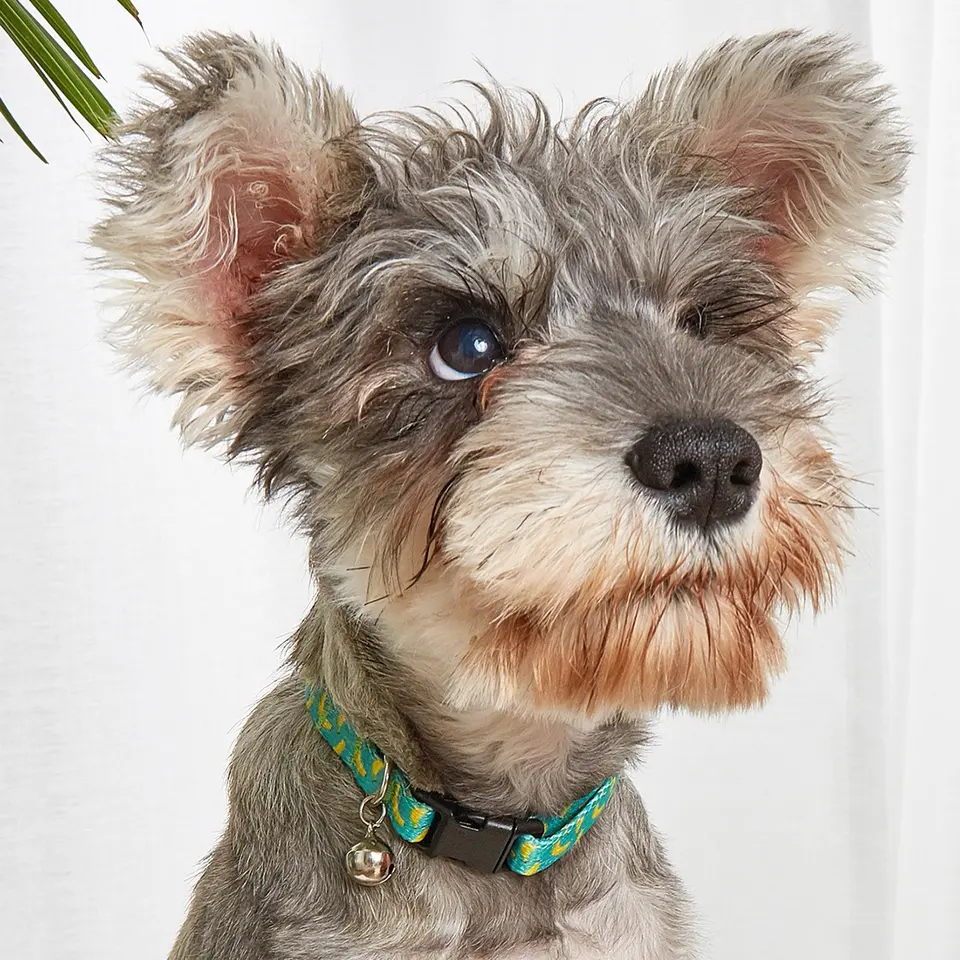 Cat & Small Dogs Collar - AGTC